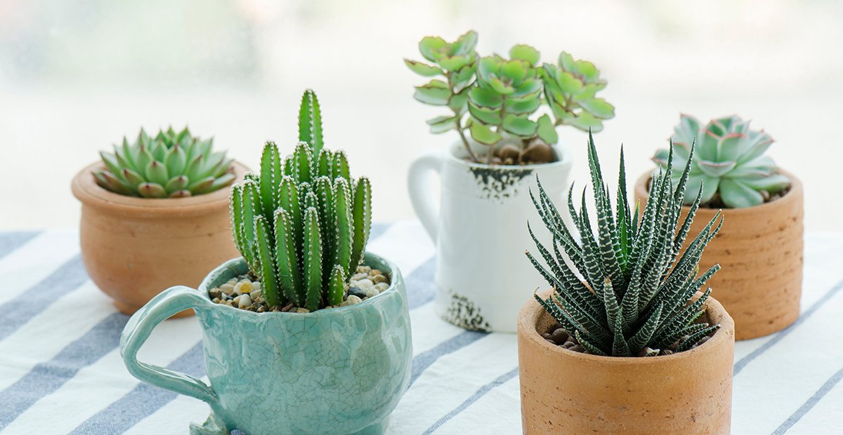 planten verzorgen tijdens de hitte