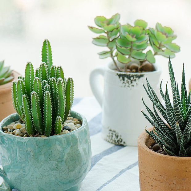 planten verzorgen tijdens de hitte